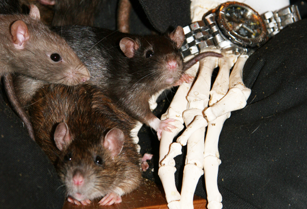 Rats at the Crude Oils exhibition