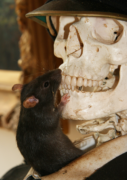 Rat at the Crude Oils exhibition