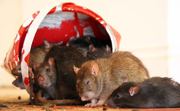 Rats at Crude Oils