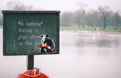 Bathing Rat by Banksy