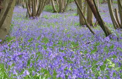 bluebells