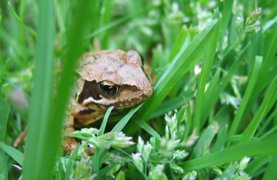 garden frog