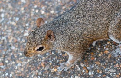 Grey Squirrel