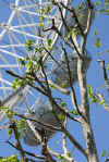 london_in_the_spring.jpg (86137 bytes)