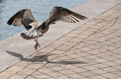 Flying rat