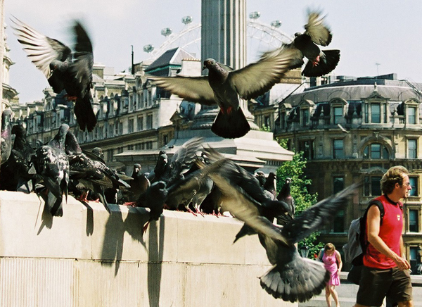 Trafalgar Square pigeons