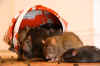 banksy_crude_oils_rats.jpg (39446 bytes)
