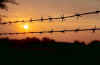 pgartbarbedwire.jpg (28821 bytes)