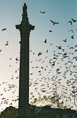 Trafalgar Square pigeons