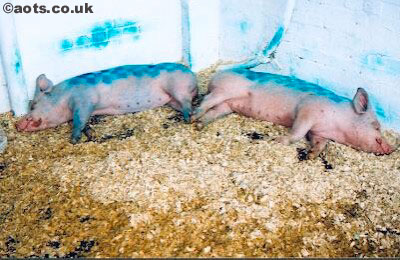 Banksy painted pigs