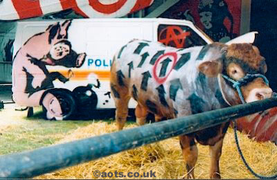 Banksy painted cow