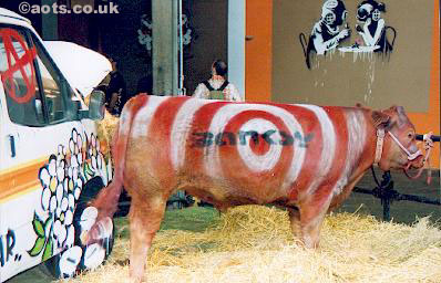 Banksy painted cow at Turf War