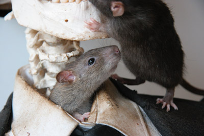 Banksy Crude Oils collared rat