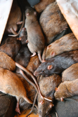 Banksy Crude Oils sleeping rats