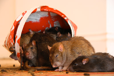 Banksy Crude Oils rats