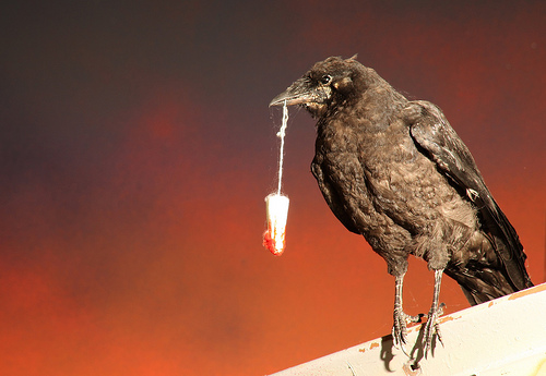 Banksy crow with a tampon