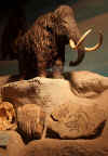 banksy_museum_rock_mammoth.jpg (158423 bytes)