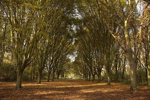 Bushy Park Trees