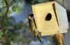 dface_apopcalypse_cctv_bird_box.jpg (61176 bytes)