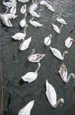 River Thames Swans