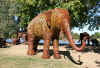 the_trunk_show_elephant.jpg (92513 bytes)