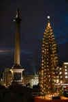 trafalgar_square_christmas_tree.jpg (38821 bytes)