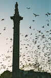 trafalgar_square_pigeons.jpg (45415 bytes)