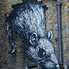 Roa