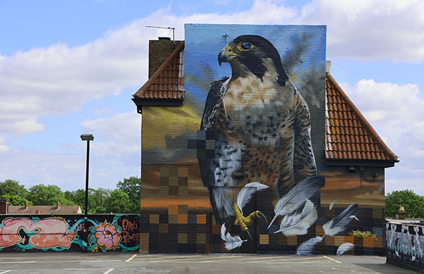 Peregrine Falcon by Aspire