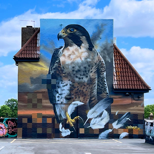 Peregrine Falcon by Aspire